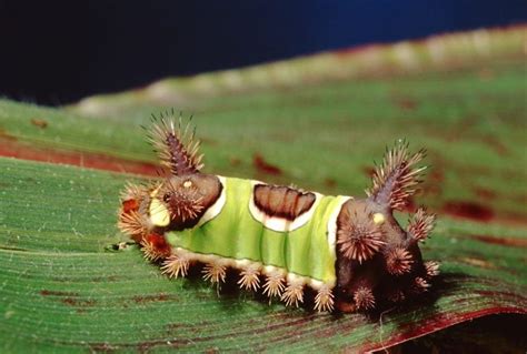 Beware! 7 Most Poisonous Caterpillars In Alabama