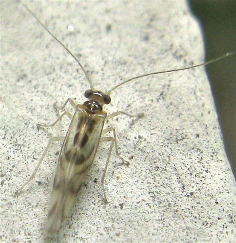 Barklouse Graphopsocus Cruciatus BugGuide Net