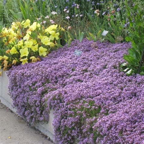 Pink Creeping Thyme Thymus Praecox Ssp Arcticus Coccineus High