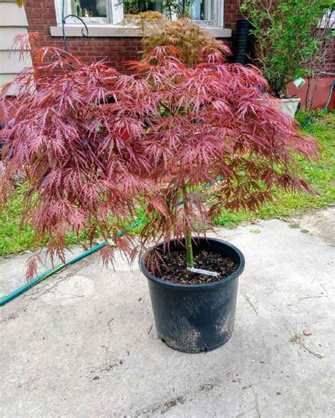 How Do You Take Care Of A Potted Japanese Maple World Of Garden Plants