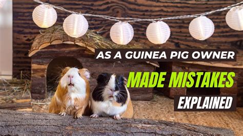 Five Mistakes I Made As A Guinea Pig Owner Explained Youtube