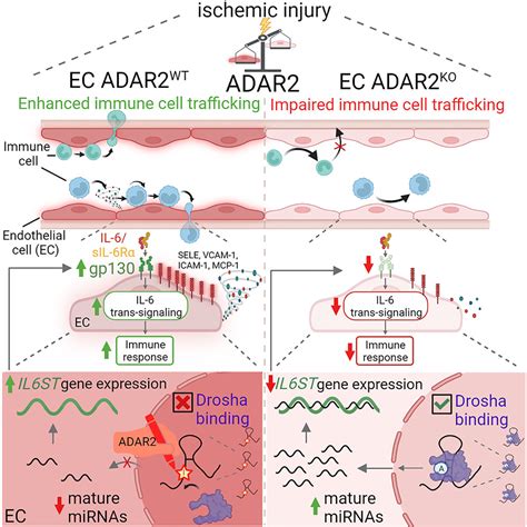 The Rna Editor Adar Promotes Immune Cell Trafficking By Enhancing