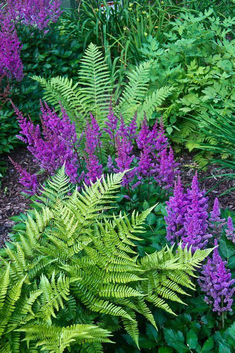 Astilbe And Ferns Photograph By Douglas Barnett Shade Garden Plants Shade Garden Design