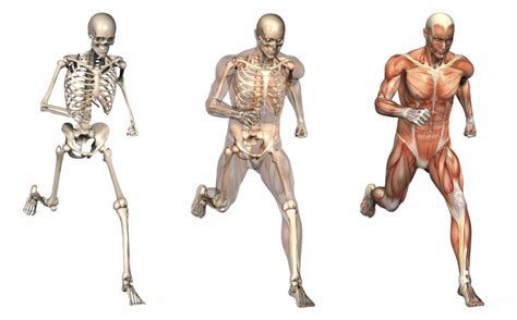 The Human Movement System Diagram Quizlet