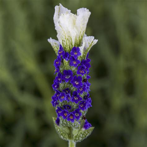 Perennial Flower Seeds: Planting Bliss With the Best Lavender Seeds