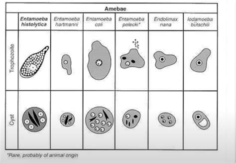 Entamoeba Coli Cysts And Trophozoites