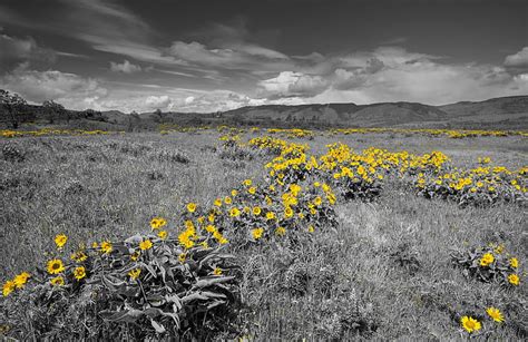 HD wallpaper: Download, sky, best, flowers, nature, meadow, grass ...