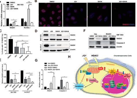 Combined Treatment Of Jq1 With Hdacis Impairs The Homologous Repair Download Scientific Diagram