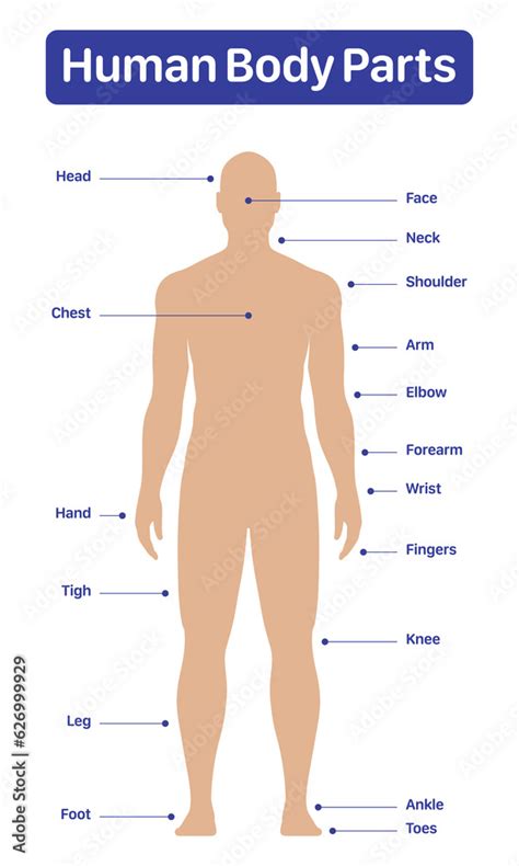 Male human body parts medical diagram poster, vector illustration on a ...