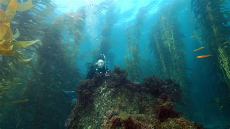 Defend California's kelp forests