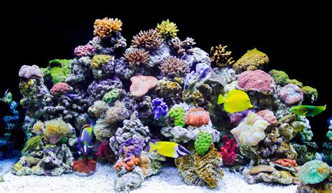 Saltwater Vs Freshwater Aquarium Pros Cons How To Choose Nayturr