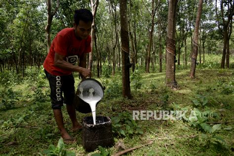 Harga Karet Bertahan Di Level Rp Ribu Per Kg Republika Online