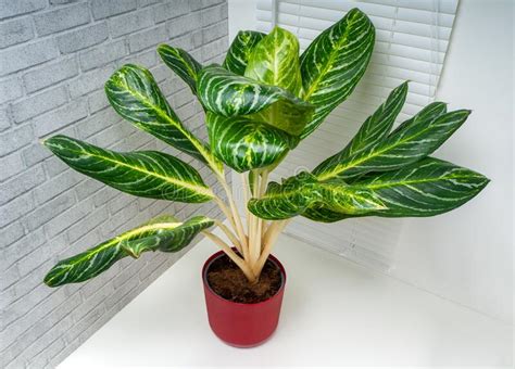 Aglaonema Kay Lima Es Una Planta Perenne Foto De Archivo Imagen De