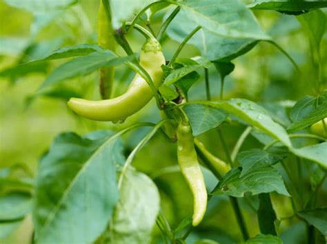 Pepperoncini Pepper: Heat, Flavor, Ingredient Pairings