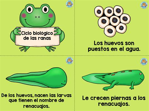 7 CICLOS VITALES PARA NIÑOS EN IMÁGENES Imagenes Educativas Ciclos