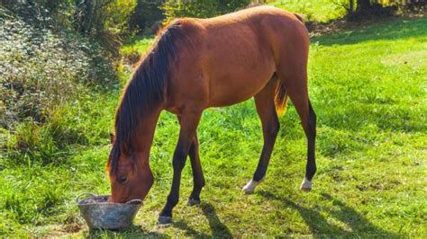 La Necesidad De Una Dieta Adecuada Para Tu Caballo