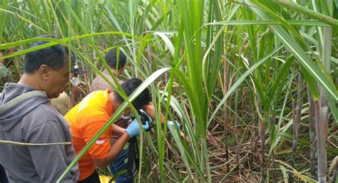 Warga Kayangan Digemparkan Temuan Mayat Di Ladang Tebu SATUKANAL