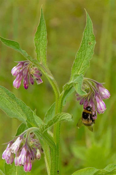 How To Make And Use Comfrey Tea Fertilizer Gardeners Path