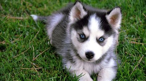 siberian husky car puppies Wallpapers HD / Desktop and Mobile Backgrounds