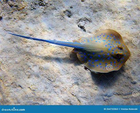 Bluespotted Ribbontail Ray Taeniura Lymma Stock Image Image Of Flat