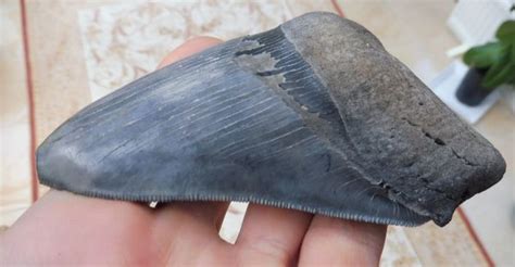 Large Megalodon Tooth Teeth For Sale Uk Megalodon And More Fossils