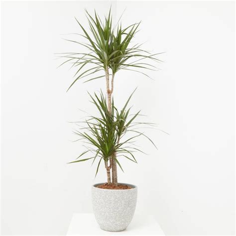 Comprar Dracena Marginata Maceta 4 Litros Altura 110 120cm Verdecora