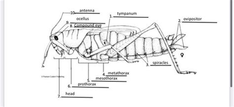 Grasshopper Dissection Flashcards Quizlet