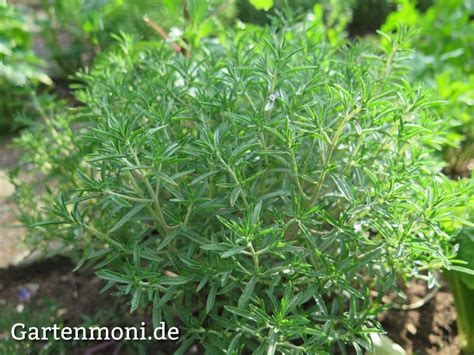 Bohnenkraut Anbau Und Verwendung Gartenmoni Altes Wissen Bewahren