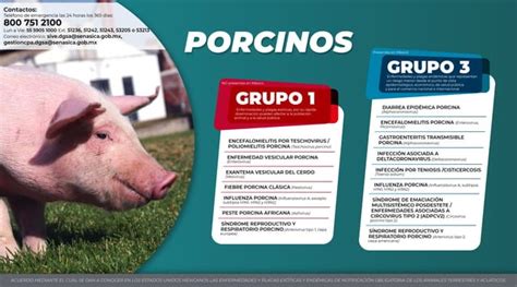 Enfermedades Y Plagas Ex Ticas Y End Micas De Notificaci N Obligatoria Pdf