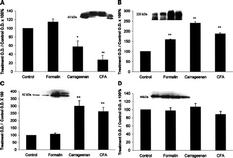 Western Blot Analyses Indicate That Expression Of Tight Junctional