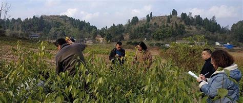 省林草种苗站到射洪市开展林木种苗质量抽检 生产 龙鑫 香料