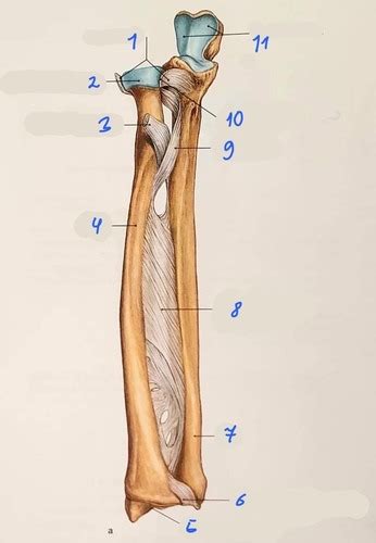 Articulatio Radioulnaris Distalis Br S Gyakorl S Flashcards Quizlet