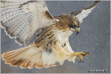 Red Tail Hawk Feathers, Bird Feathers, Pale Male, Fauna, Bird Watercolor Paintings, Red Tailed ...