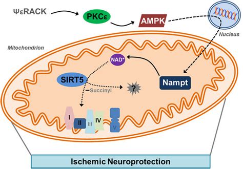 The PKCε Nampt Pathway Provides Ischemic Neuroprotection via the