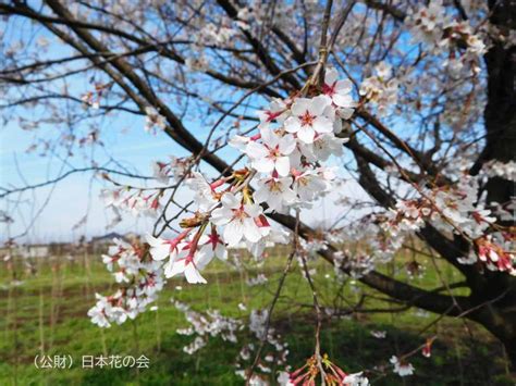 花筺桜 桜図鑑｜公益財団法人日本花の会