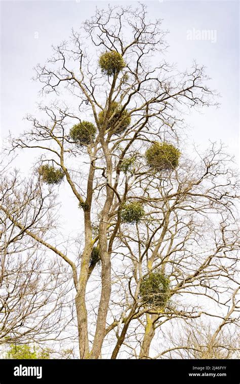 European Mistletoe UK Mistletoe Viscum Album Growing In Lime Trees