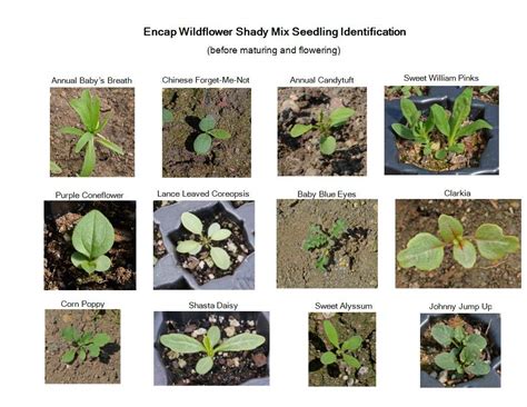 Wildflower Seed Identification