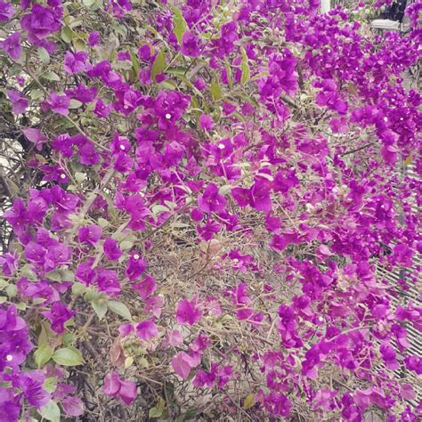 A Dor Vai Curar Essas L Stimas O Soro Tem Gosto De L Grimas As Flores