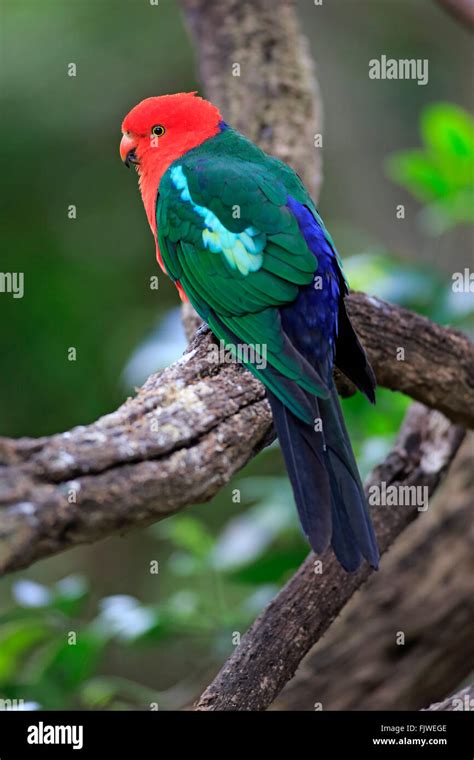 Australian King Parrot Adult Male Australia Alisterus Scapularis