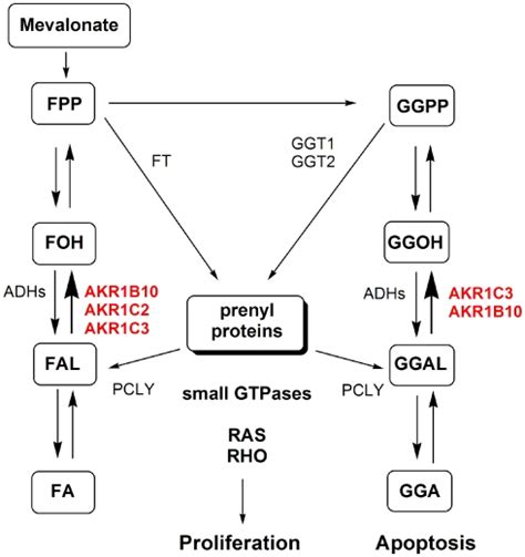 The implications of AKR1B and AKR1C enzymes in protein prenylation.... | Download Scientific Diagram