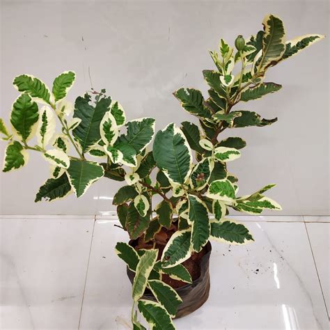 Variegated Guava Fruit Plant - NurseryBuy