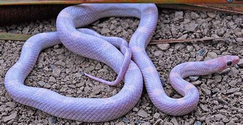 Blue Corn Snake