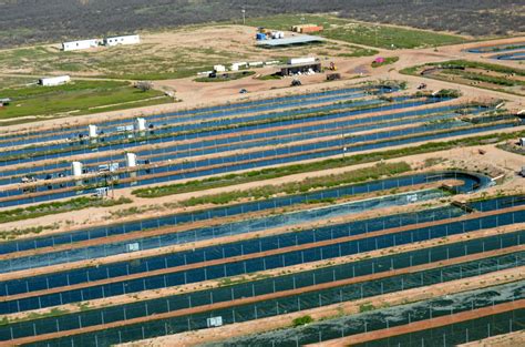 Growing algae more sustainably for biofuel production - Walter Scott ...