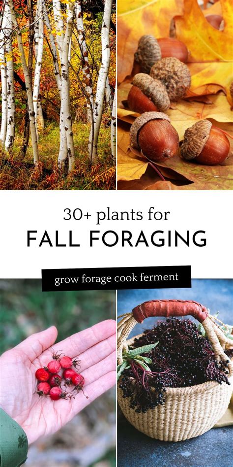 What To Forage In Fall Edible Wild Plants Mushrooms Wondering