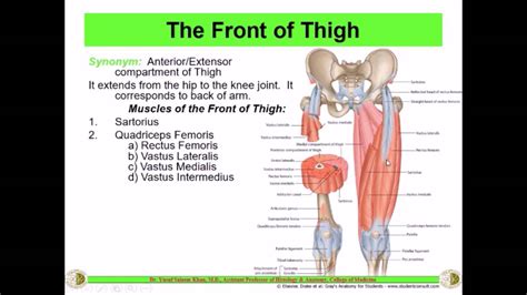 Anatomy Of The Thigh Complete Dr Yusuf Youtube