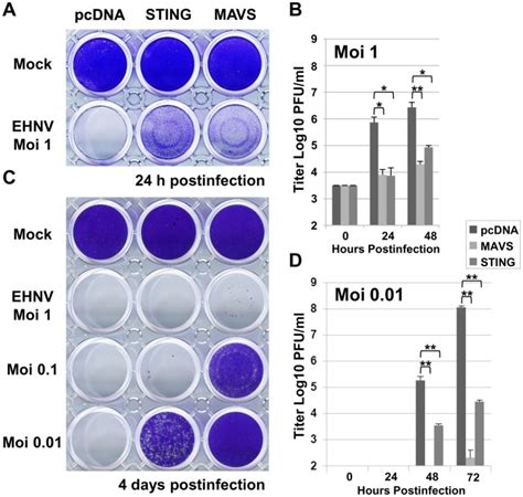 Epc Cells Were Transfected With G Of Pcdna Sting And Pcdna Mavs Or