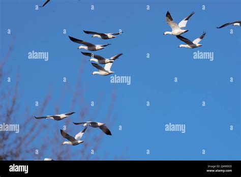 Snow Geese Migration Stock Photo - Alamy