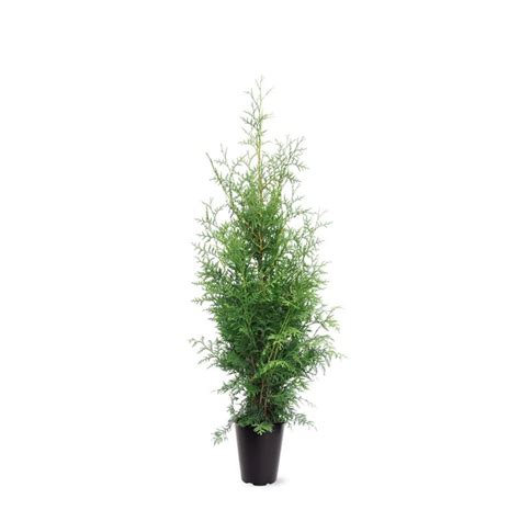 Thuja Occidentalis King Of Brabant Plant Wholesale Floraccess