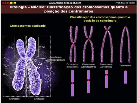 Cromossomos