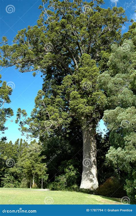 Kauri Tree Texture Royalty Free Stock Image 25341340